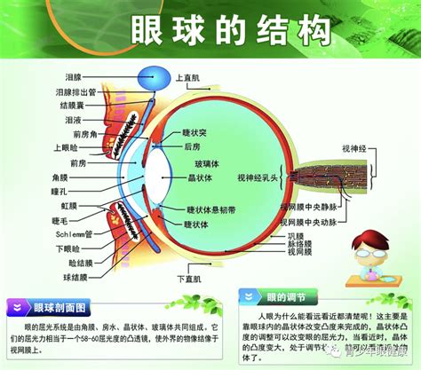 鸳鸯眼面相|玉天玑面相之眼型：鸳眼面相图解